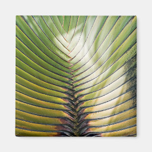 Imã Árvore do viajante Guadalupe