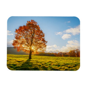 Ímã Árvore em Fogo