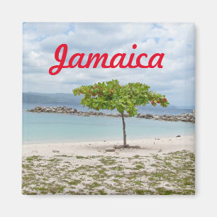 IMÃ ÁRVORE EM PRAIA SECUNDÁRIA EM JAMAICA MAGNET