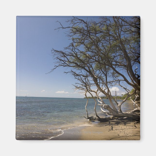 Imã Árvore Em Uma Praia Ao Longo Da Costa (Frente)