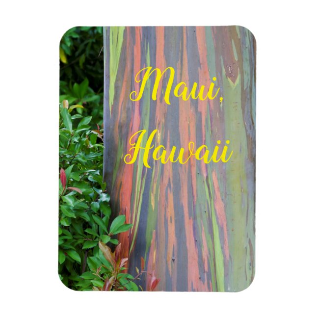 Ímã Árvore Eucalipto Arco-íris Maui, Havaí (Vertical)