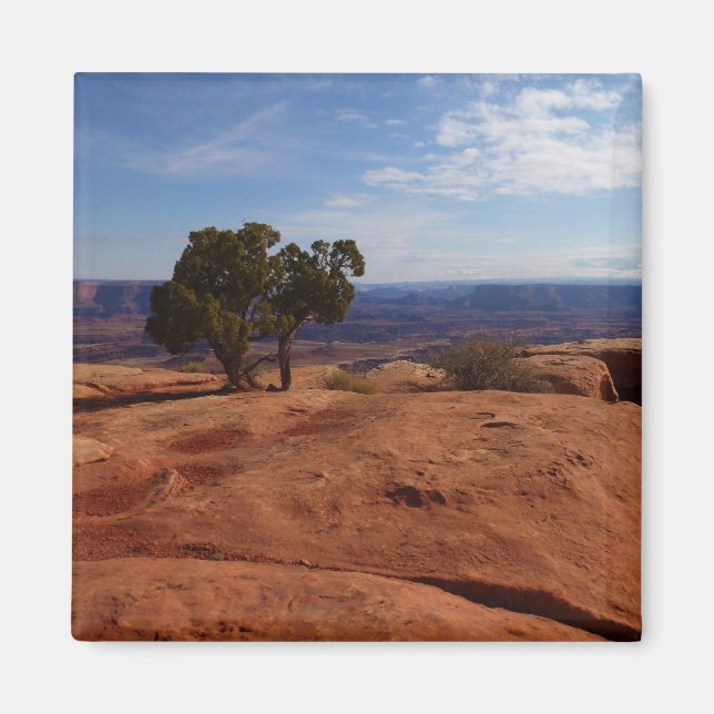 Imã Árvore Fora das Rochas Vermelhas I em Canyonlands (Frente)