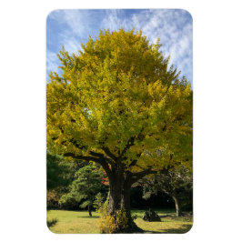 Ímã Árvore Ginkgo de Amarelo Ouro