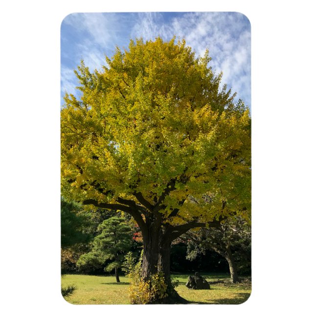 Ímã Árvore Ginkgo de Amarelo Ouro (Vertical)