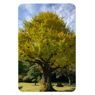 Ímã Árvore Ginkgo de Ouro Amarelo