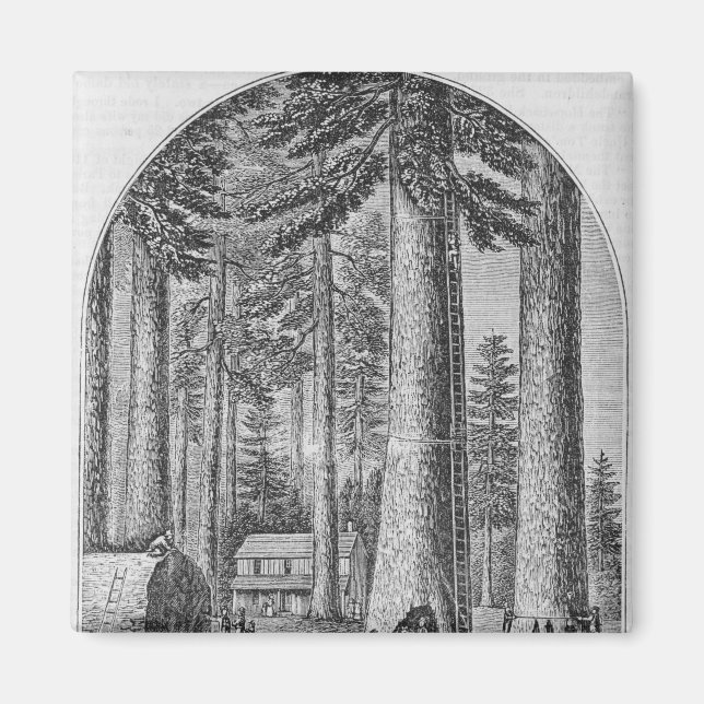 Imã Árvore mamute no Vale (Frente)