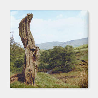 Imã Árvore meteorológica no distrito de Pico do Reino