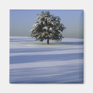 Imã Árvore na paisagem coberto de neve
