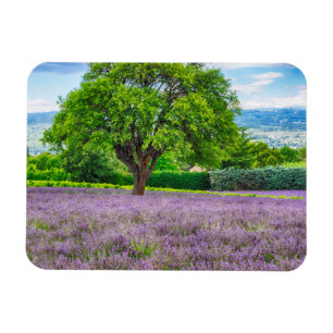 Ímã Árvore no Campo de Lavanda, França