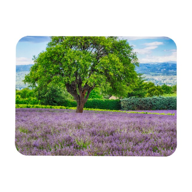 Ímã Árvore no Campo de Lavanda, França (Horizontal)