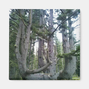 Imã Árvore Polvo, Cape Meares, Oregon