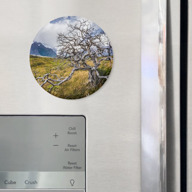Imã Árvore queimada, Torres del Paine, Chile (In Situ (Fridge))