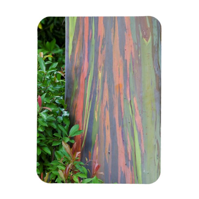 Ímã Árvore Rainbow Eucalyptus (Vertical)