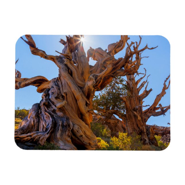 Ímã Árvore Sentinel (Horizontal)