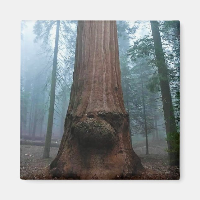 Imã Árvore Sequoia Gigante em Grant Grove, CA (Frente)
