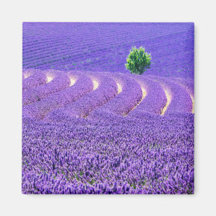 Imã Árvore solitária em Campo de Lavanda, França