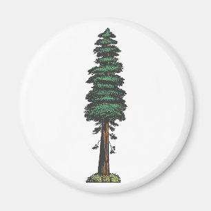 Imã Árvore tree sequoia