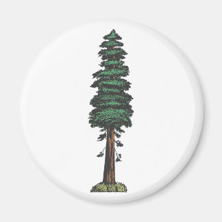 Imã Árvore tree sequoia