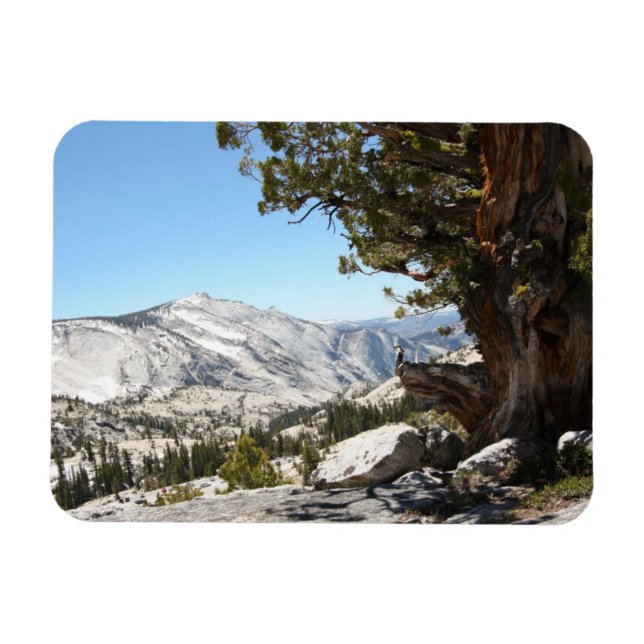Ímã Árvore Velha no Parque Nacional de Yosemite (Horizontal)