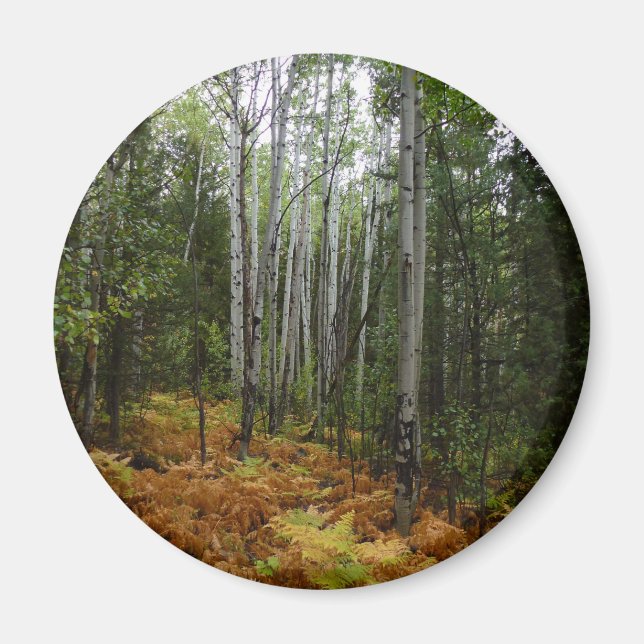 Imã Árvores Brancas e Fall Ferns na Montanha Rochosa (Frente)