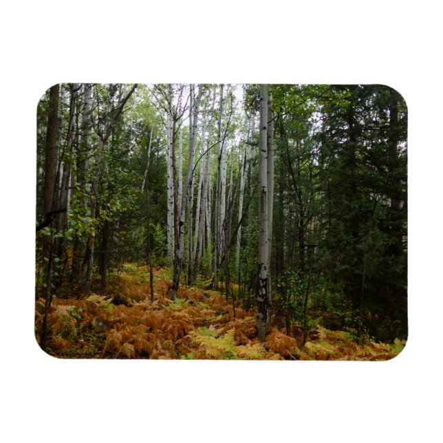 Ímã Árvores Brancas e Fall Ferns na Montanha Rochosa (Horizontal)