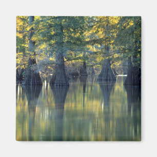 Imã Árvores Cipreste Careca Horseshoe Lake Illinois