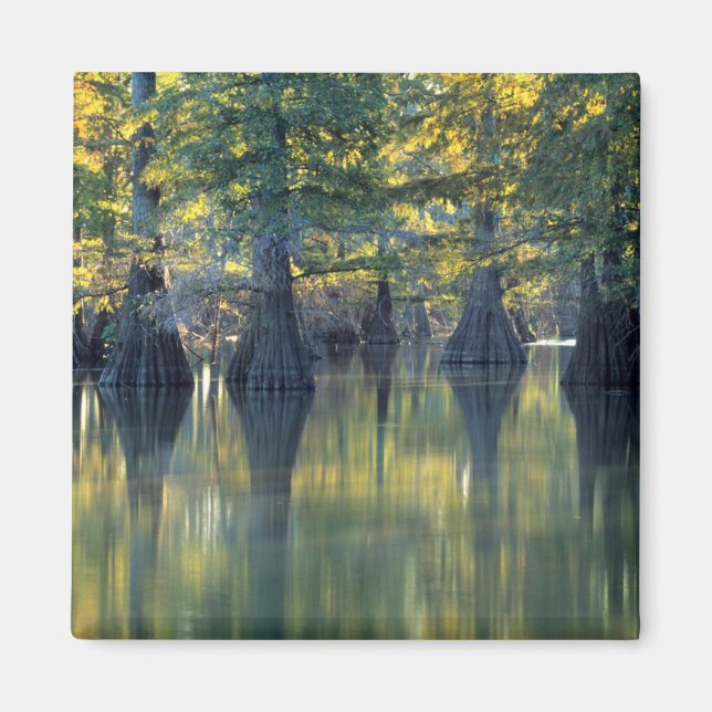 Imã Árvores Cipreste Careca | Horseshoe Lake Illinois (Frente)