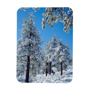 Ímã Árvores cobertas de neve nas montanhas Laguna