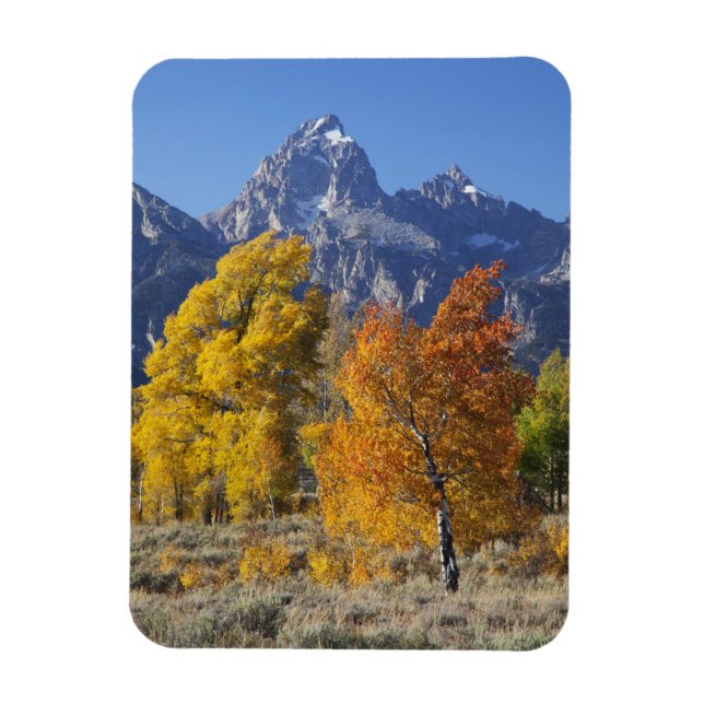 Ímã Árvores de aspen com a serra de Teton (Vertical)