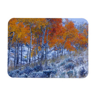 Ímã Árvores de Aspen em cores de outono, Montanhas Big