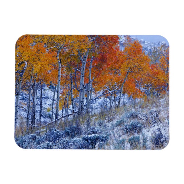 Ímã Árvores de Aspen em cores de outono, Montanhas Big (Horizontal)