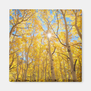 Imã Árvores de Aspen Montanhas Sierra Nevada, CA
