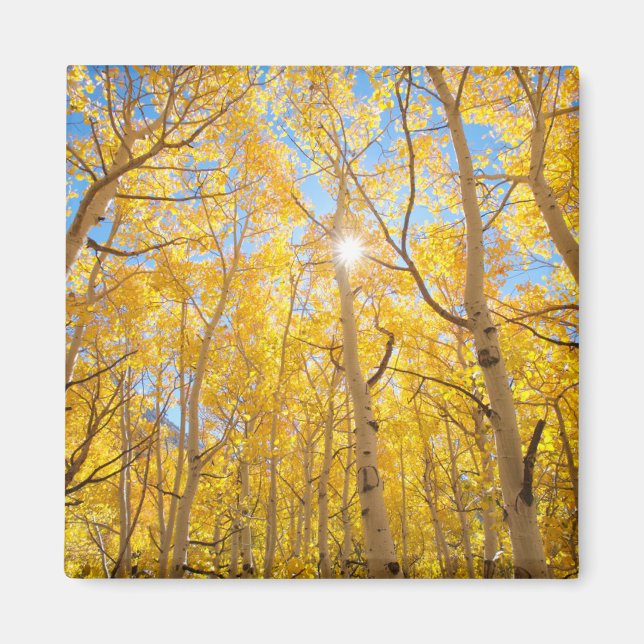 Imã Árvores de Aspen | Montanhas Sierra Nevada, CA (Frente)