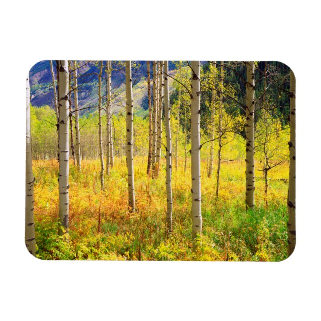 Ímã Árvores de Aspen no Outono nas Montanhas Rochosas (Horizontal)