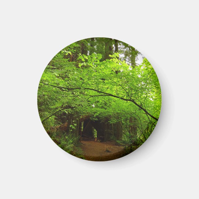 Imã Árvores de bordo na floresta de sequóias (Frente)