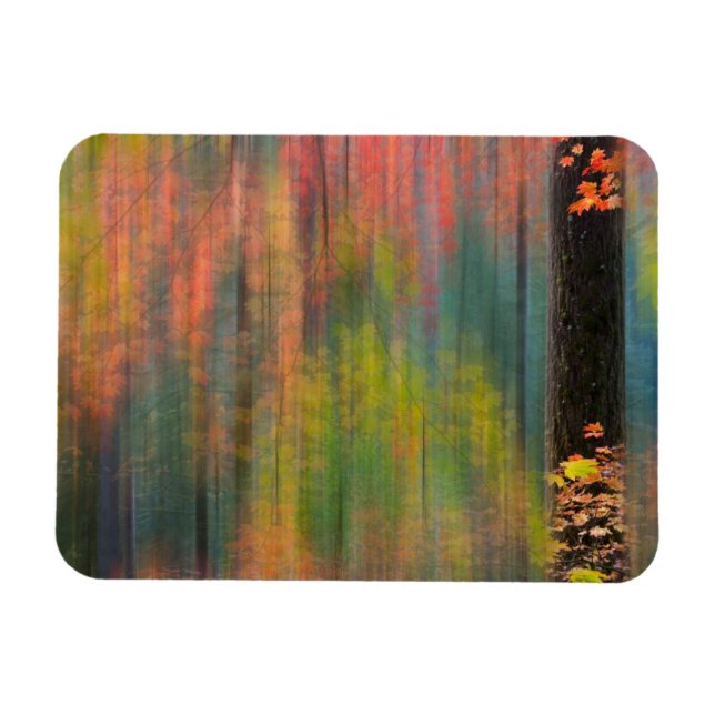 Ímã Árvores de bordo | Parque Estadual Silver Falls (Horizontal)