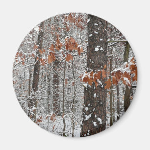 Imã Árvores de carvalho cobertas por neve Fotografia