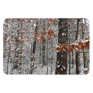 Ímã Árvores de carvalho cobertas por neve Fotografia