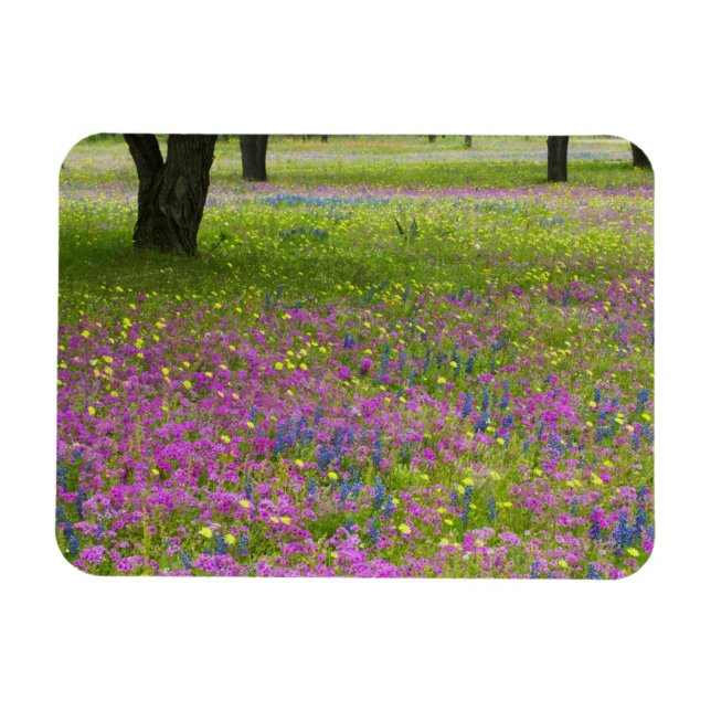 Ímã Árvores de carvalho com campo Phlox, Blue Bonnets (Horizontal)