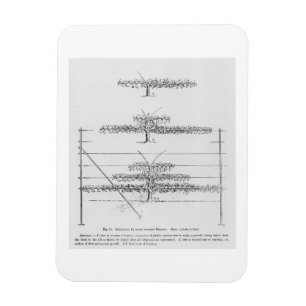 Ímã Árvores de fruta novas de formação, 'do cultiva