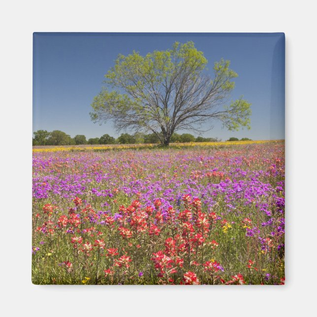 Imã Árvores de mesquite de primavera crescendo em flor (Frente)