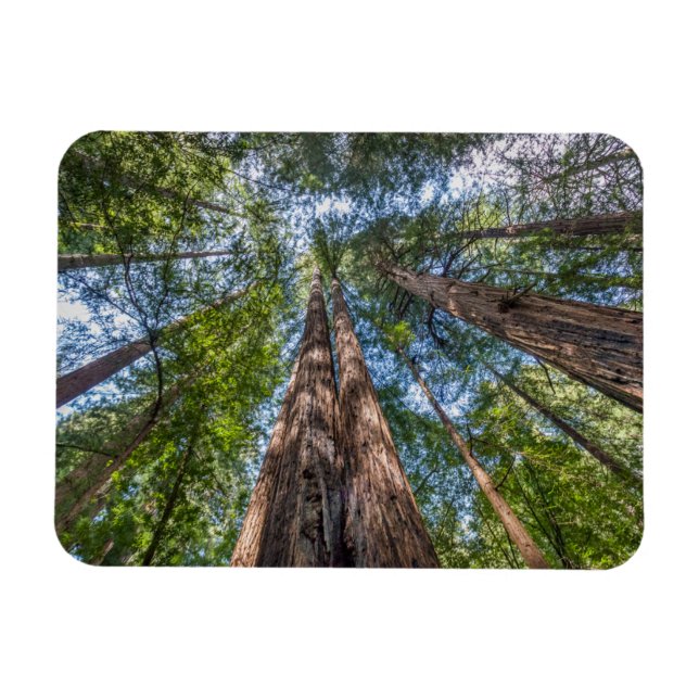 Ímã Árvores de Sequoia | Condado de Marin, Califórnia (Horizontal)