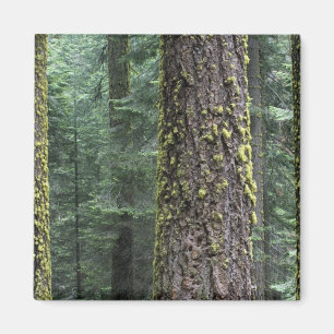 Imã Árvores de sequóia gigante na floresta, Sequoia e