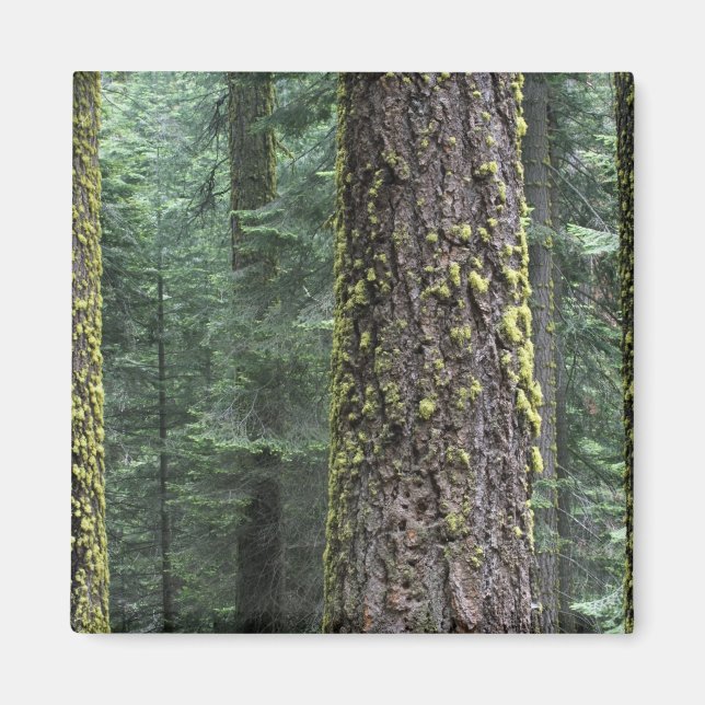 Imã Árvores de sequóia gigante na floresta, Sequoia e (Frente)