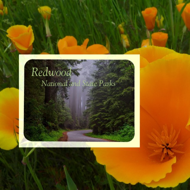 Ímã Árvores de Sequoias Vermelhas Gigantes, Winding Ro (Criador carregado)