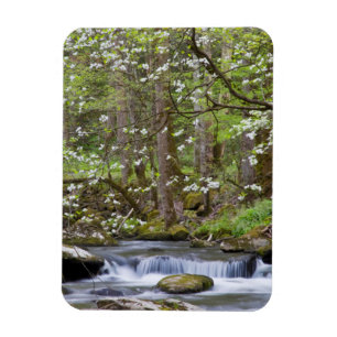 Ímã Árvores Dogwood Grande Montanha Fumegante, Tenne