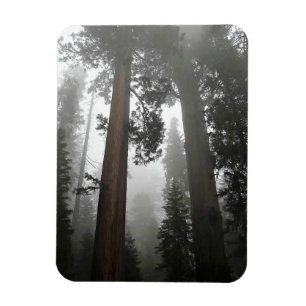 Ímã Árvores gigantes de sequoia na porca, CA