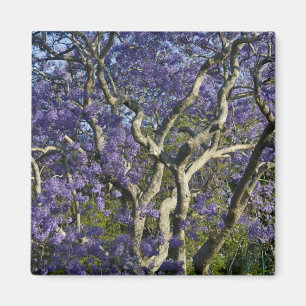 Imã Árvores Jacaranda em Floração no Parque New Farm, 