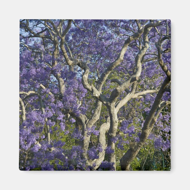 Imã Árvores Jacaranda em Floração no Parque New Farm,  (Frente)