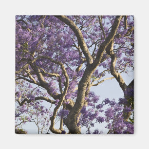 Imã Árvores Jacaranda em Floração no Parque New Farm,